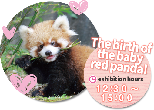 The birth of baby red panda exhibition time12:30-15:00