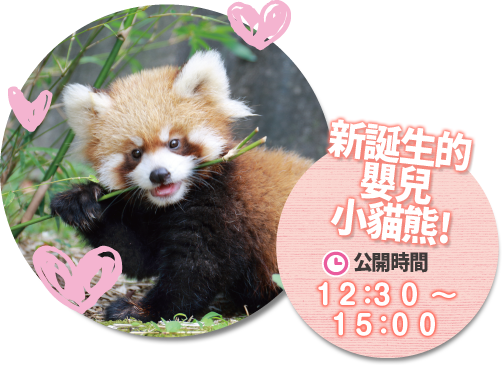 新誕生的嬰兒小貓熊 公開時間12:30-15:00