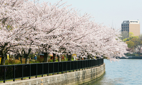 Information of Osaka's Cherry Blossoms